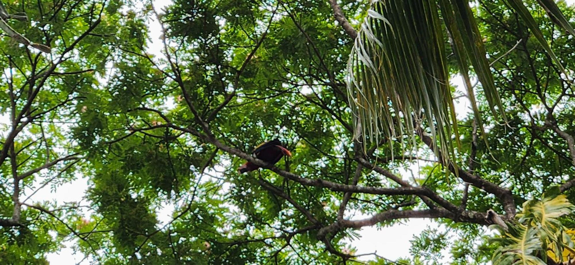 Macaw Paradise Jaco Exterior photo
