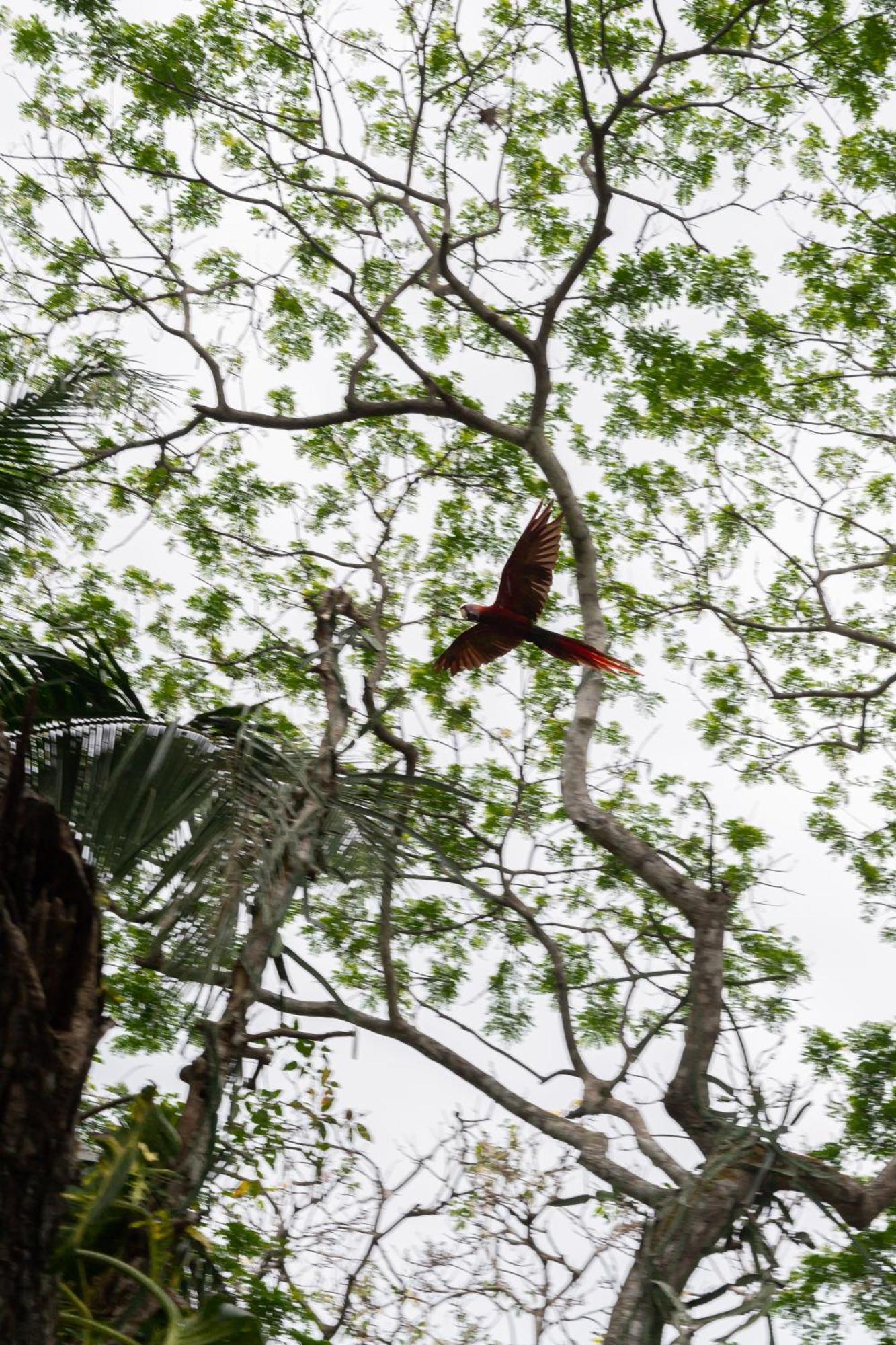 Macaw Paradise Jaco Exterior photo
