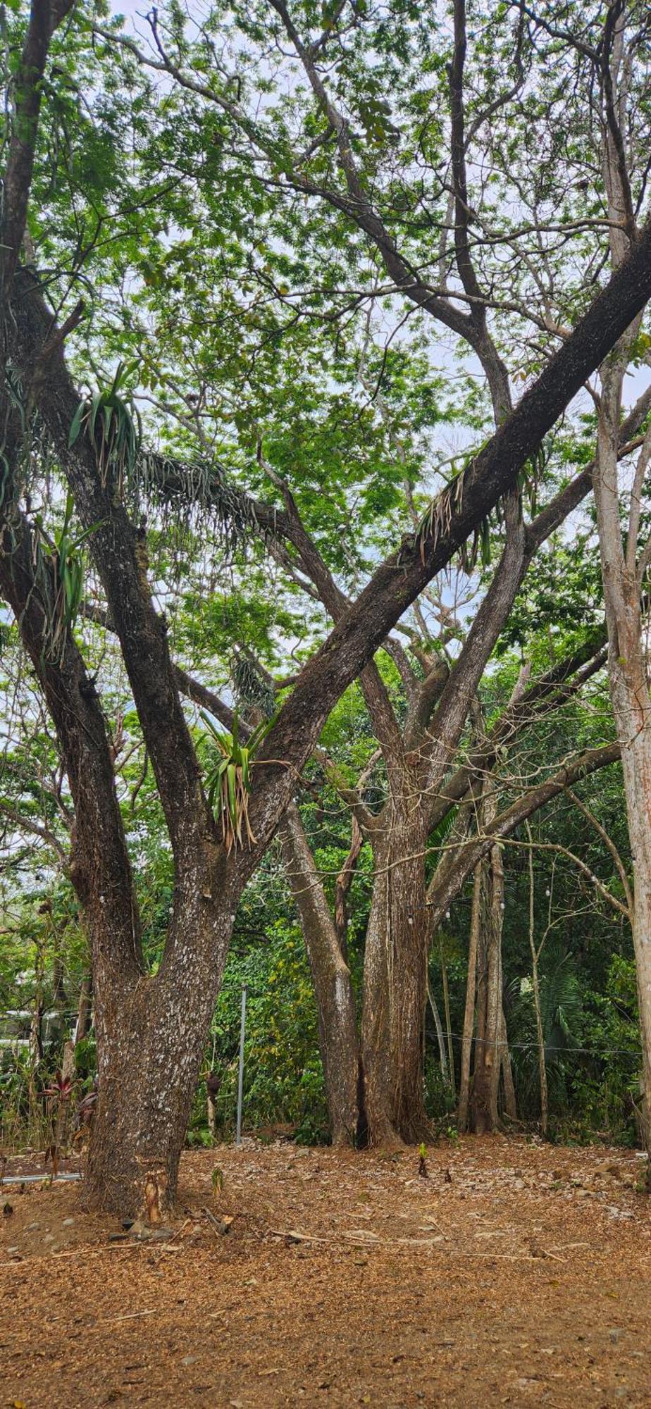 Macaw Paradise Jaco Exterior photo
